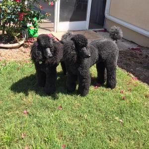 Meet your Posher, Elaine